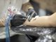 Tattoo Art Paint Iz Human Studio