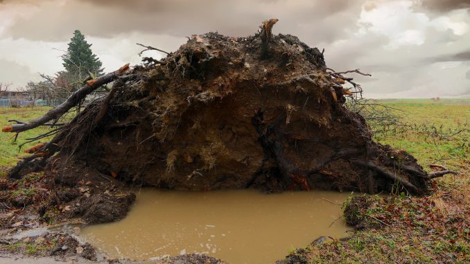 Tree Uprooted Storm Roots Rain 