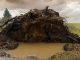 Tree Uprooted Storm Roots Rain