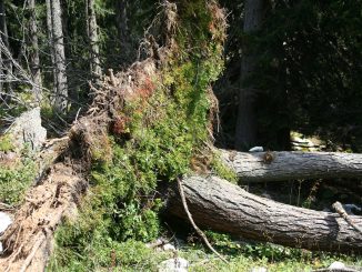Trees Plant Nature Landscape