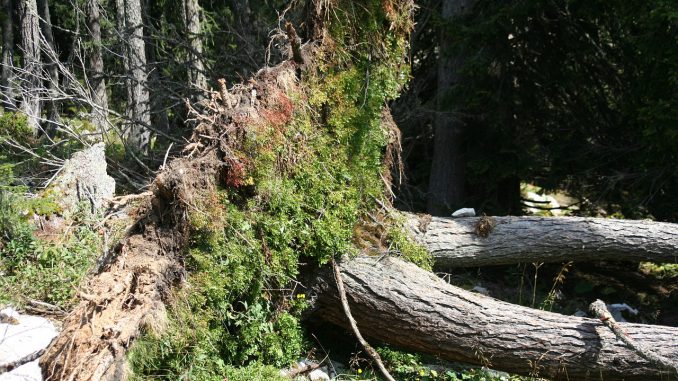 Trees Plant Nature Landscape 