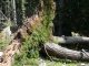 Trees Plant Nature Landscape