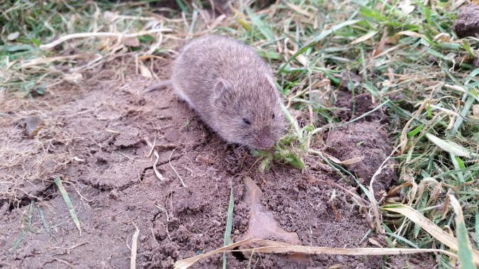 Vole Nager Mouse Rodent Animal 