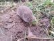 Vole Nager Mouse Rodent Animal