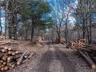 Wood Trunk Carpenter Sawmill