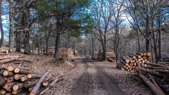 Wood Trunk Carpenter Sawmill 