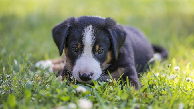 Appenzell Puppy Summer 