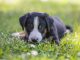 Appenzell Puppy Summer