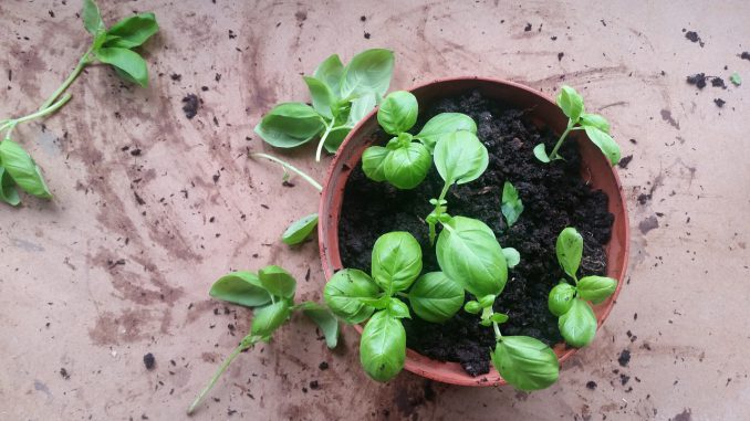 Basil Herbs Green Food Healthy 
