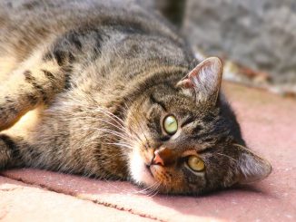 Cat Animal Mammal View Cute