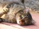 Cat Animal Mammal View Cute