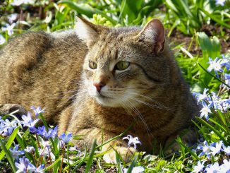 Cat Spring Garden Grass March