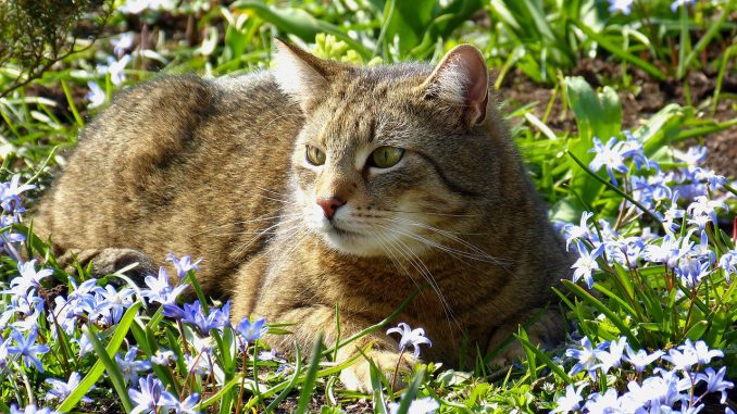 Cat Spring Garden Grass March Cat Spring Garden Grass March