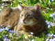 Cat Spring Garden Grass March
