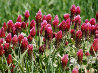 Clover Red Fodder Plants