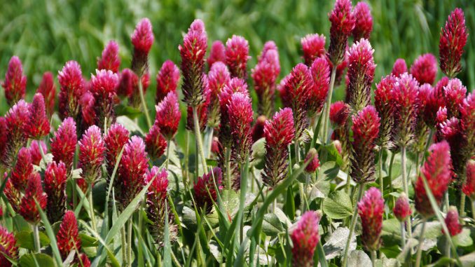 Clover Red Fodder Plants 