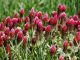Clover Red Fodder Plants