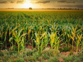 Corn Cornfield Agriculture Arable