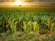 Corn Cornfield Agriculture Arable