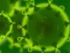 Corona Coronavirus Virus Pandemic