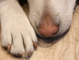 Dog Paw Animal Pet Dog Paw Love