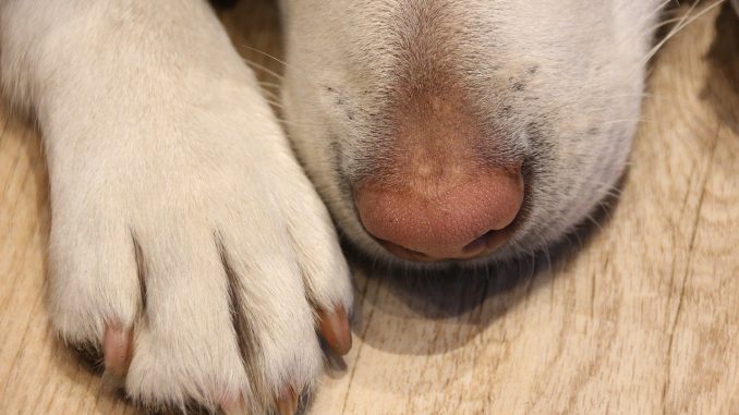 Dog Paw Animal Pet Dog Paw Love 