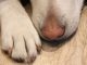 Dog Paw Animal Pet Dog Paw Love