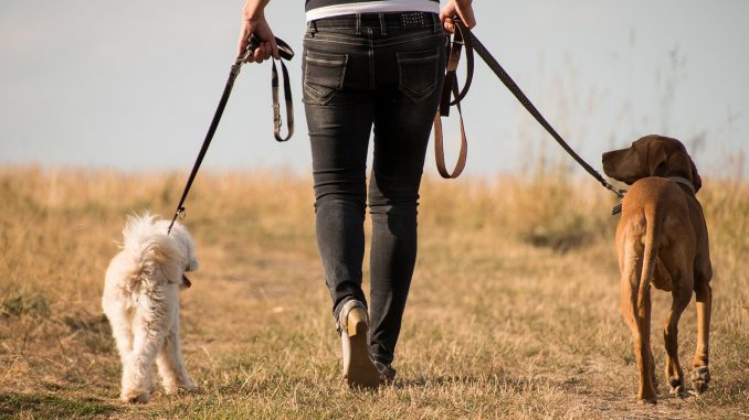 Dog Walk Animal Human Trust 