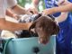 Dog Wash Tub