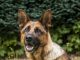 Guard Dog A Police Dog Legerhond