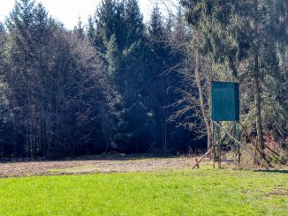 Hunting Nature Hunter Forest Wild