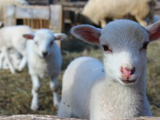 Lamb Sheep Farm Animal Wool Cute