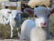 Lamb Sheep Farm Animal Wool Cute