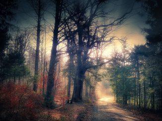Mystical Forest Away Forest Path