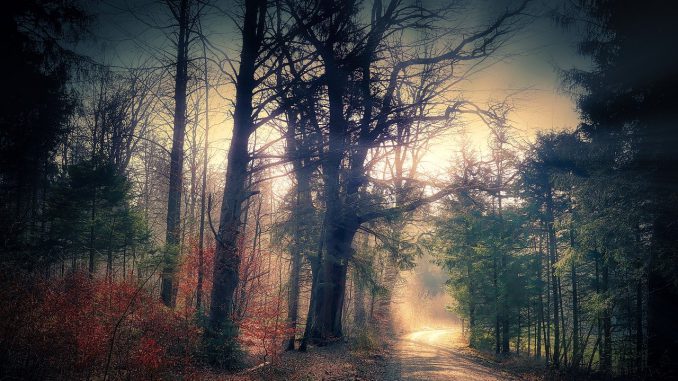 Mystical Forest Away Forest Path Mystical Forest Away Forest Path