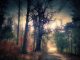 Mystical Forest Away Forest Path