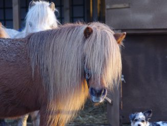 Pony Head Mane Standard