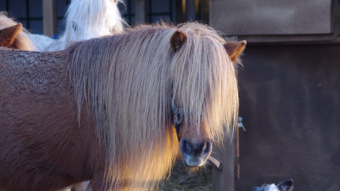 Pony Head Mane Standard 