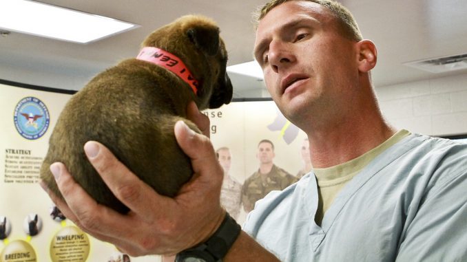 Puppy Vet Veterinarian Dog Doctor 