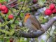 Robin Redbreast In Tree Robin