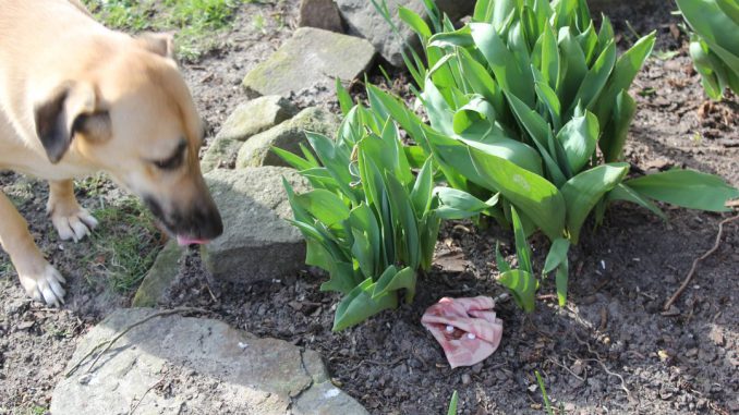 Hunde-Giftkoeder-1-c-PETA-D