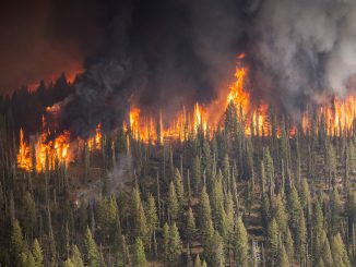 Forest Fire Wildfire Blaze