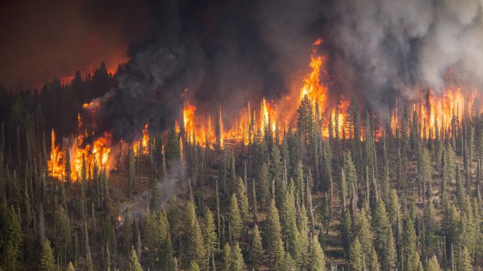 Forest Fire Wildfire Blaze 