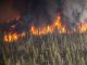 Forest Fire Wildfire Blaze