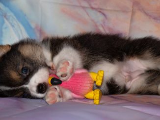 Puppy Corgi Paws Welsh Corgi Toy