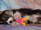 Puppy Corgi Paws Welsh Corgi Toy