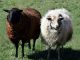 Sheep White Brown Wool Meadow