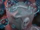 Virus Disease Coronavirus