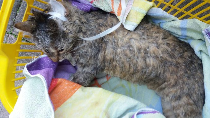 2020-04-12-Katze-stranguliert-Weimar-WA0010-c-Tierschutzverein-Weimar