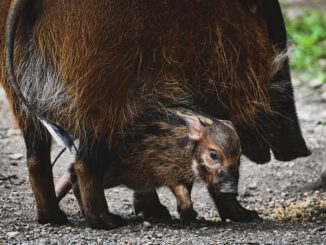 Brush Ear Pig Potamochoerus Porcus  - Alexas_Fotos / Pixabay